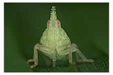 FLOW planthopper fulgoroidea fulgoromorpha insect